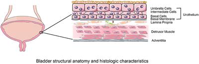 Current Applications and Future Directions of Bioengineering Approaches for Bladder Augmentation and Reconstruction
